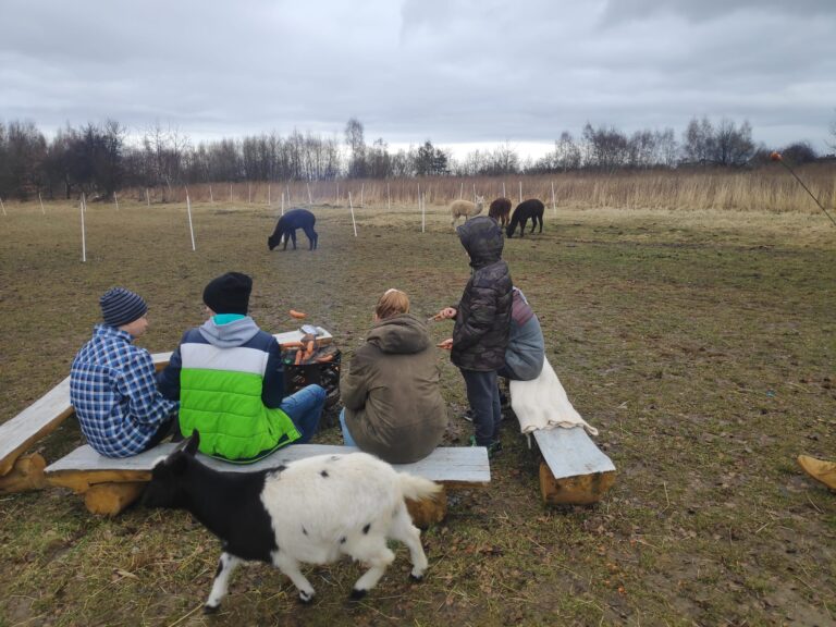 Dzieci odpoczywają na świeżym powietrzu w towarzystwie alpak i kóz.
